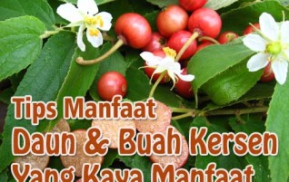 TIPS MANFAAT Edisi 16 – Manfaat Buah Kersen